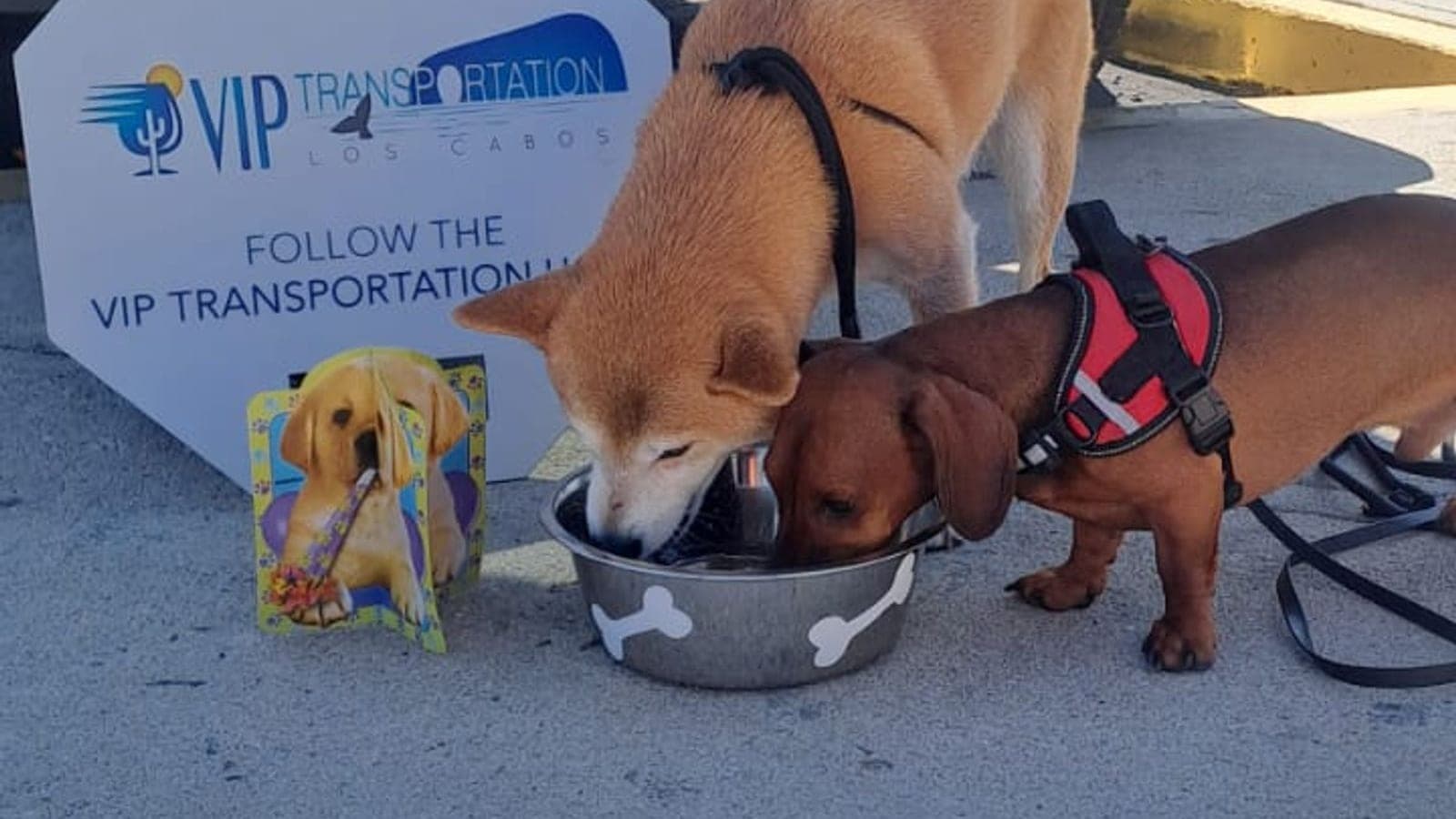 Two guest dogs sharing the water bowl