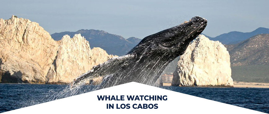 whale-watching-los-cabos-experience - Are you looking for the best