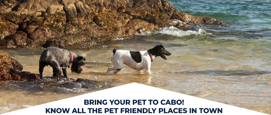 Bring your Pet to Cabo! Know All the Pet Friendly Places in Town - Are